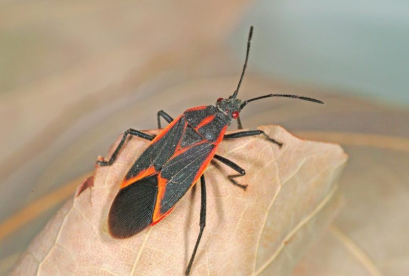 Black and Orange Bugs