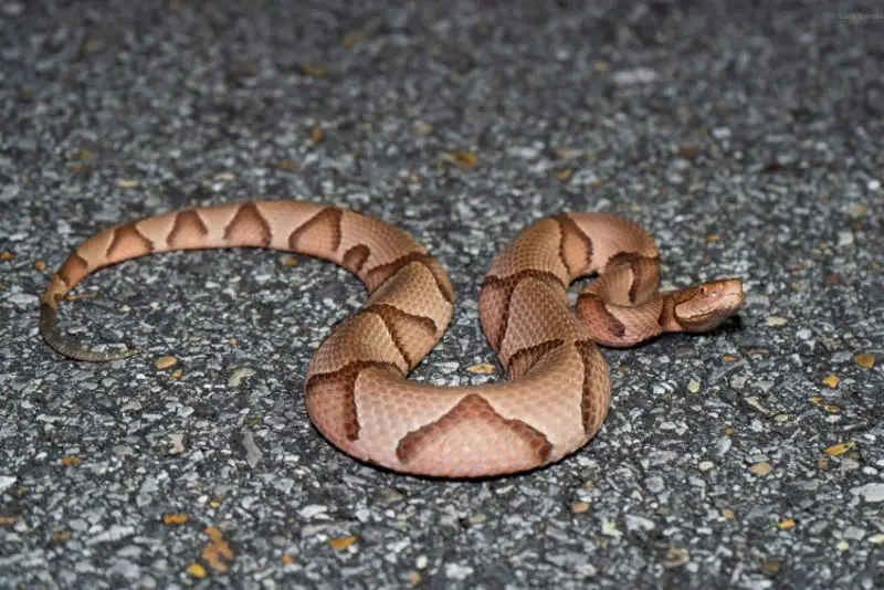 eastern-copperhead-800x534-2-1 Types of Snakes in Oklahoma