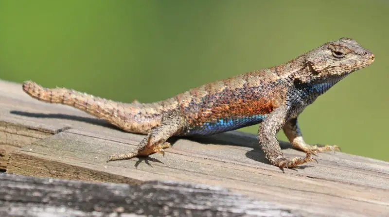 Lizards in South Carolina
