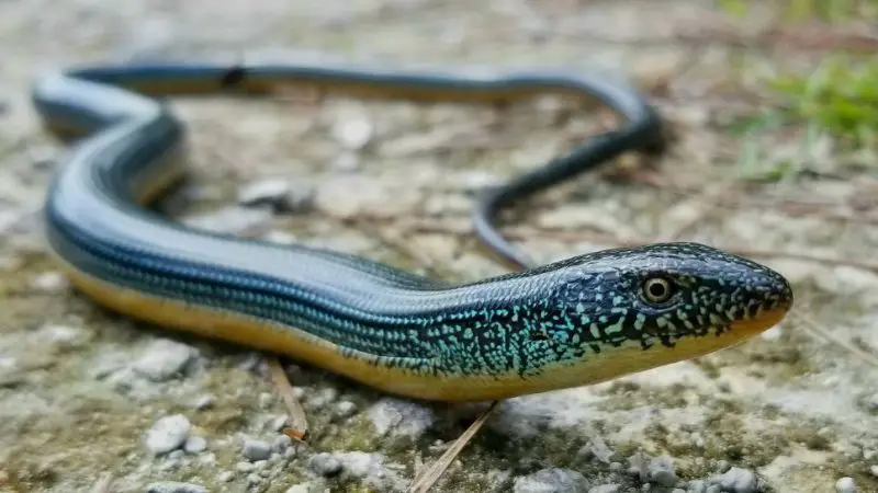 Green Lizards in Florida