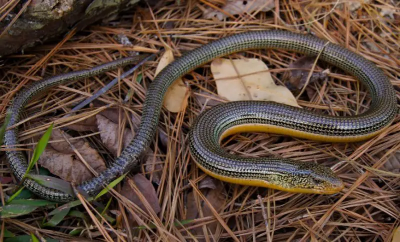 Lizards in South Carolina