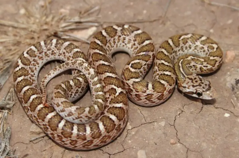 eastern-glossy-snake-800x529-1-2 Types of Snakes in Oklahoma
