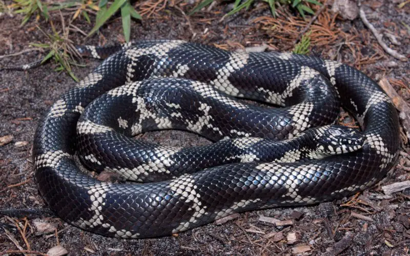 White Snakes With Black Stripes