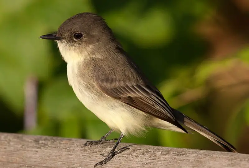 Backyard Birds in Indiana