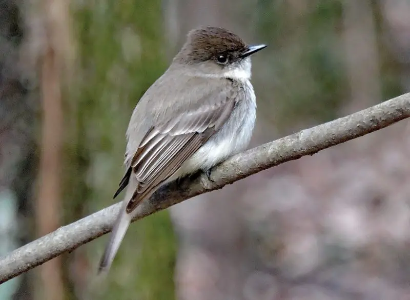 Backyard Birds in Alabama
