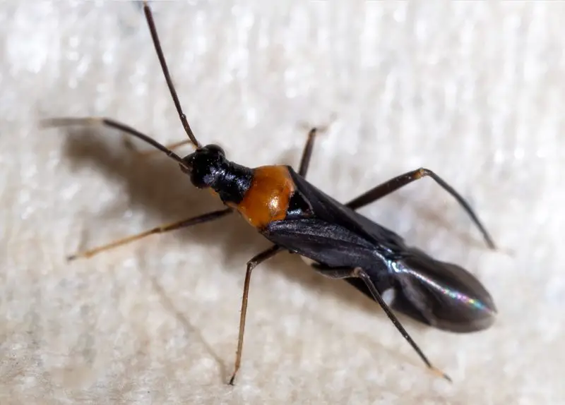 Black and Orange Bugs