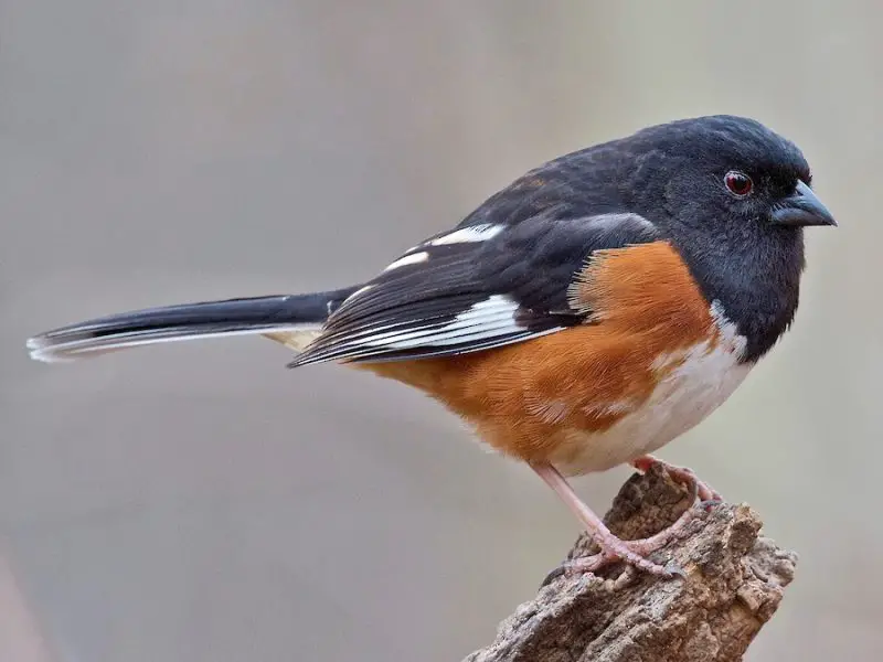 Backyard Birds in Indiana