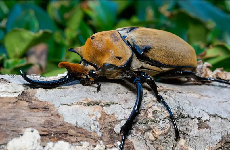 Types of Beetle Insects