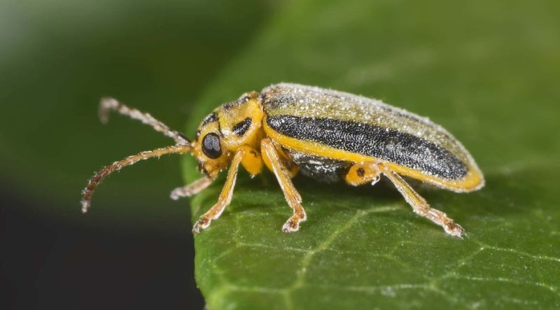 Yellow Beetles with Black Spots