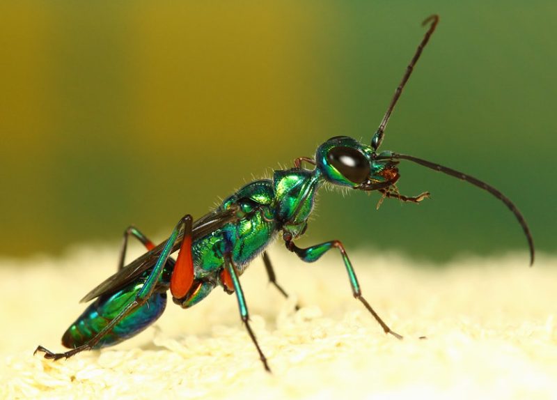 emerald-cockroach-wasp-1-800x574-1 Small Green Bug