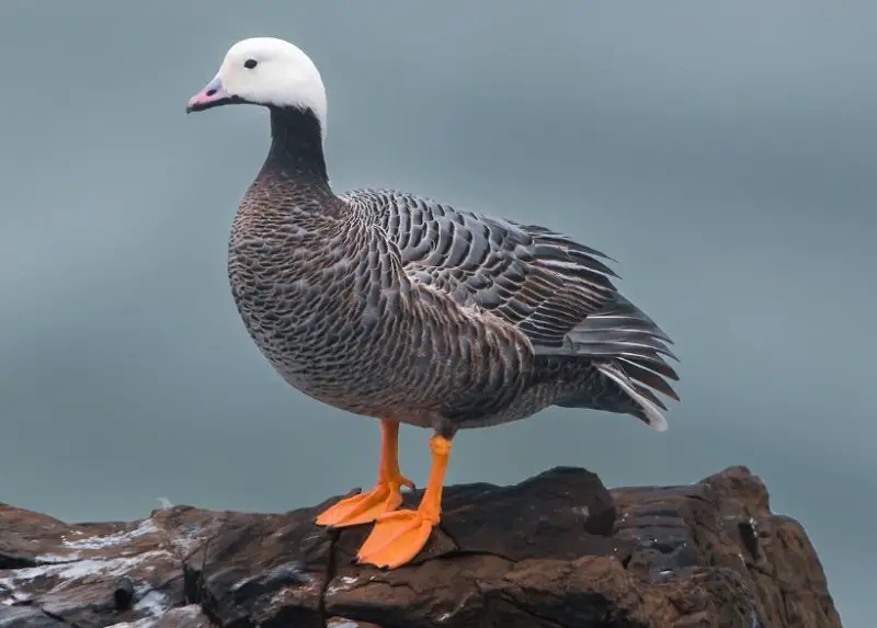 Geese in Oregon
