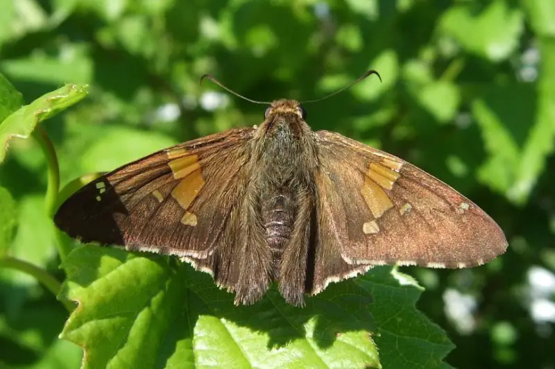 Michigan Butterflies