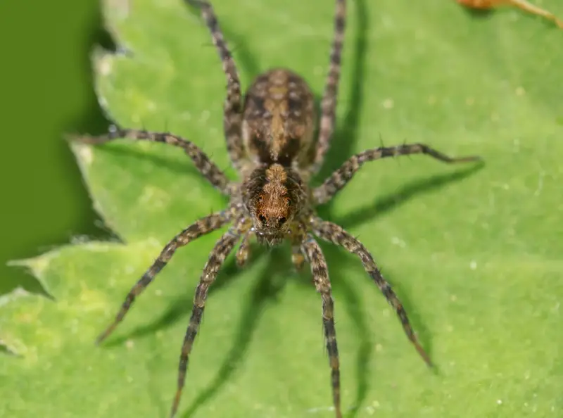 eratigena-agrestis-800x594-1 Brown Spiders in Texas
