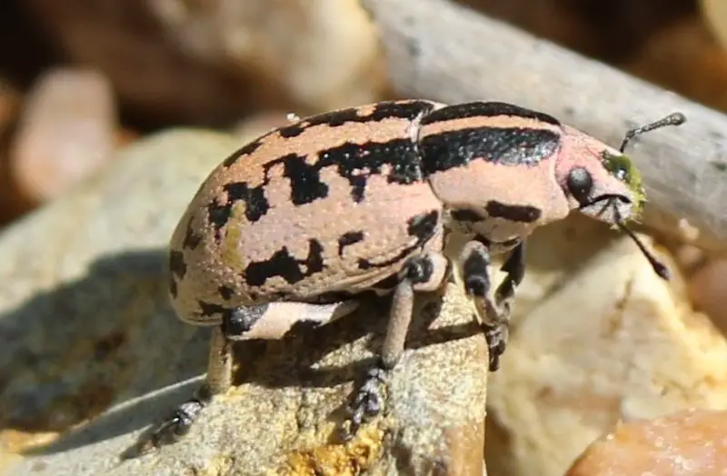 Yellow Beetles with Black Spots