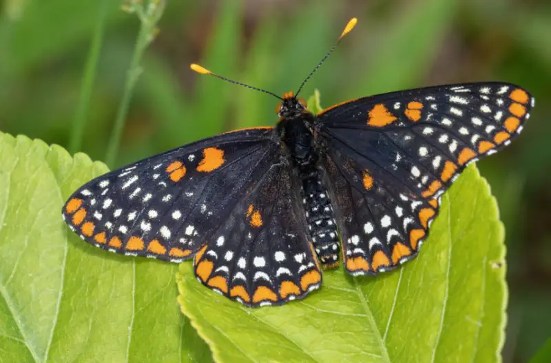 Michigan Butterflies