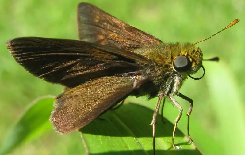 Michigan Butterflies