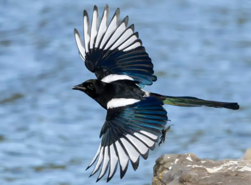 Black Birds with White Stripes on Wings