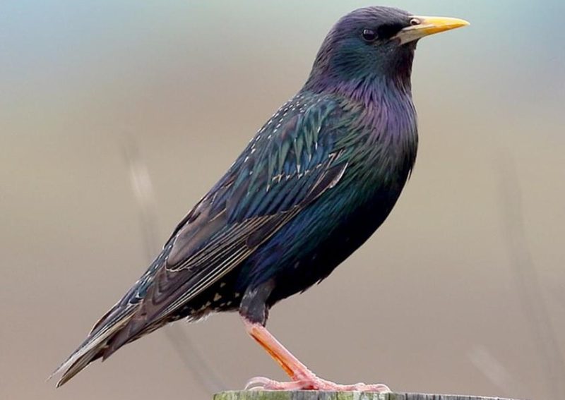 Backyard Birds in Indiana