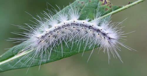 20 Types of White Caterpillars (With Pictures)
