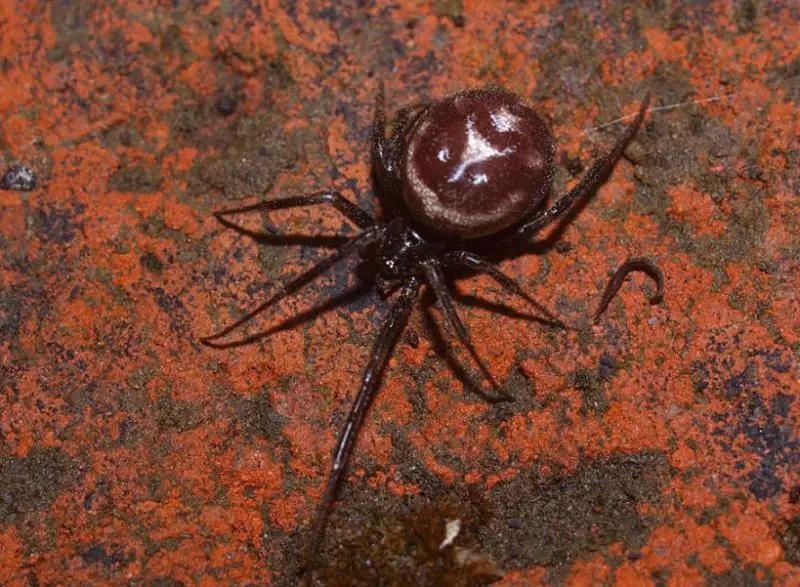 false-black-widow-1-800x587-1 Spiders in Arkansas
