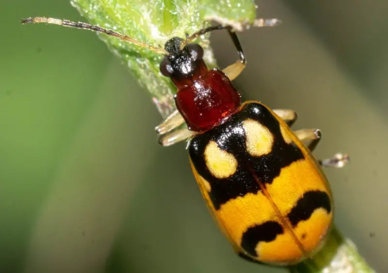 Yellow Beetles with Black Spots