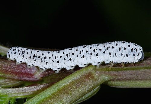 20 Types of White Caterpillars (With Pictures)