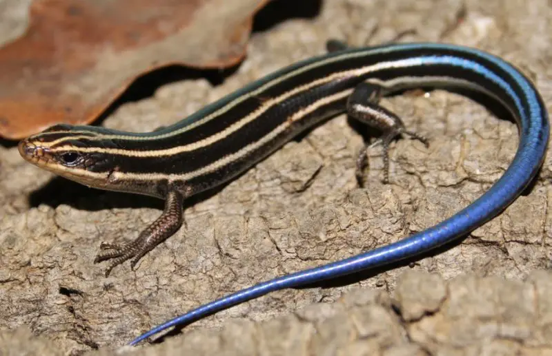 Lizards in Florida
