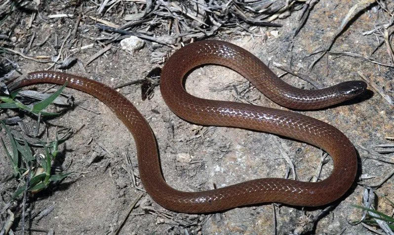 flat-headed-snake Types of Snakes in Oklahoma