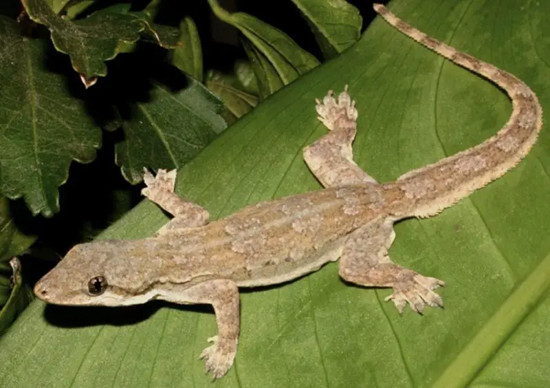 Lizards in Florida