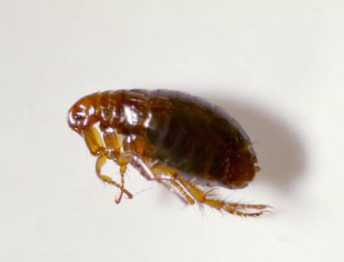 Fleas (Siphonaptera)