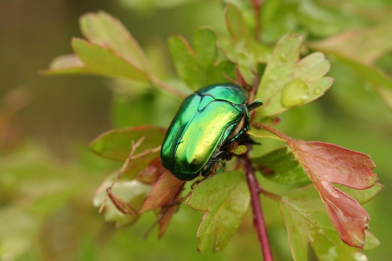 Types of Beetle Insects