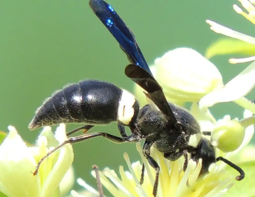 four-toothed-mason-wasp black with white striped wasp