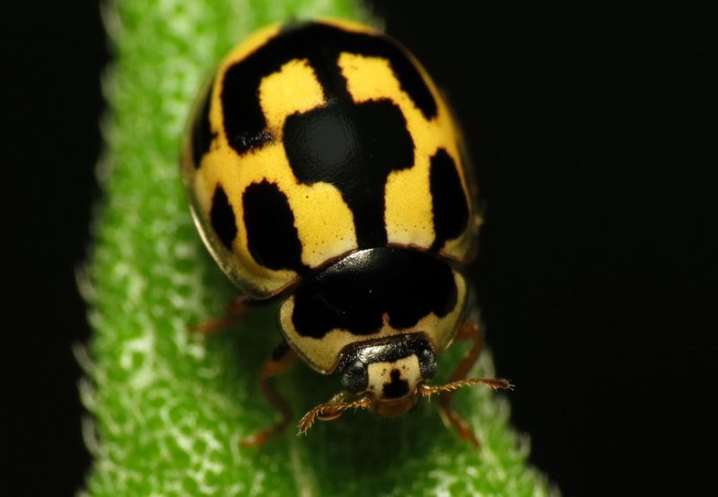 Yellow Beetles with Black Spots