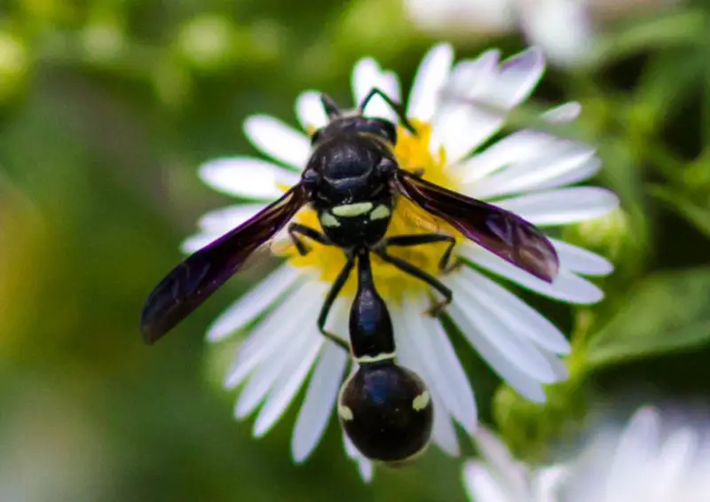 fraternal-potter-wasp-800x566-1 black with white striped wasp