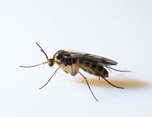 Fungus Gnats