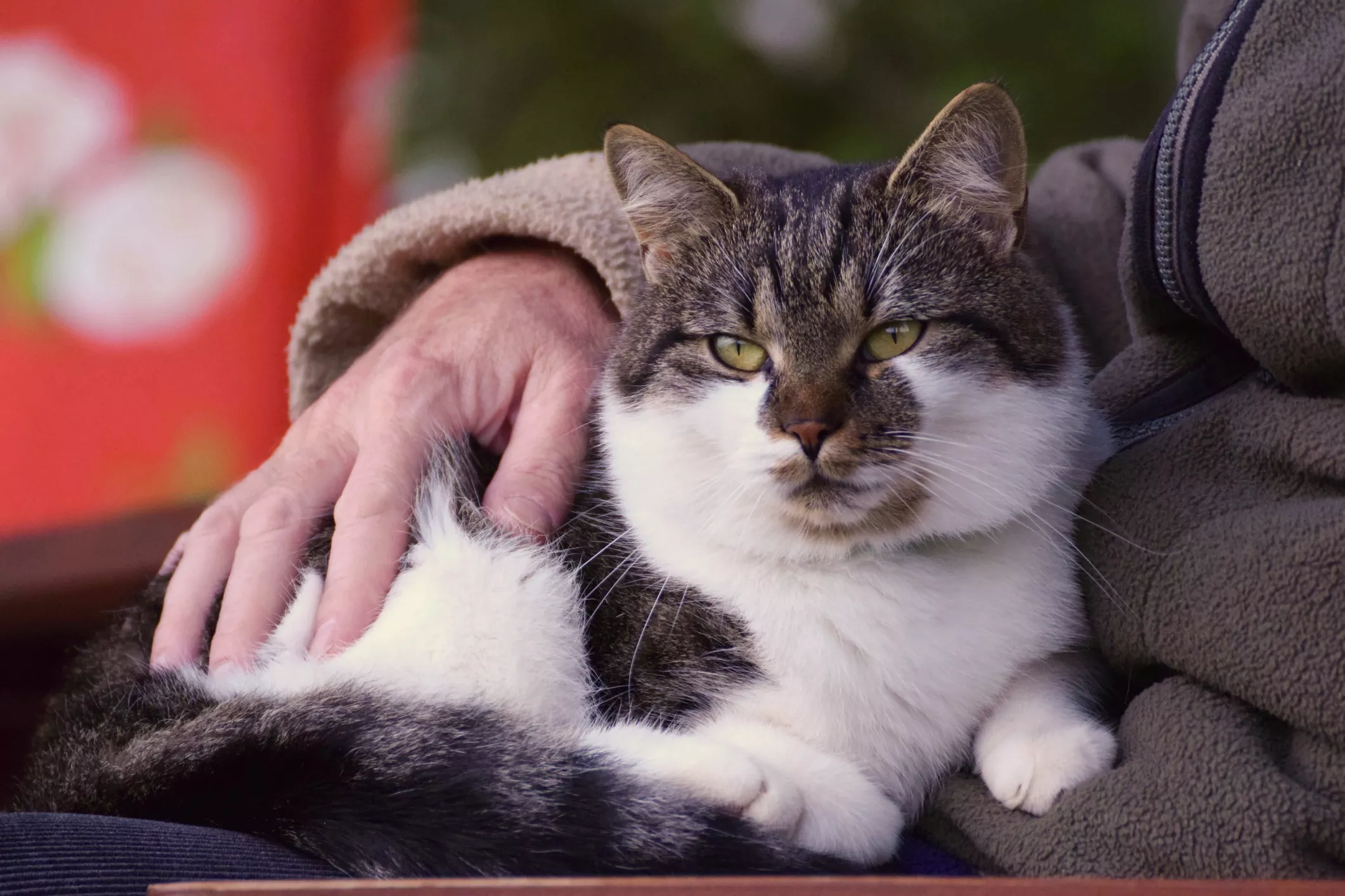 A tabby cat with a white chest and paws is sitting on someone's lap.