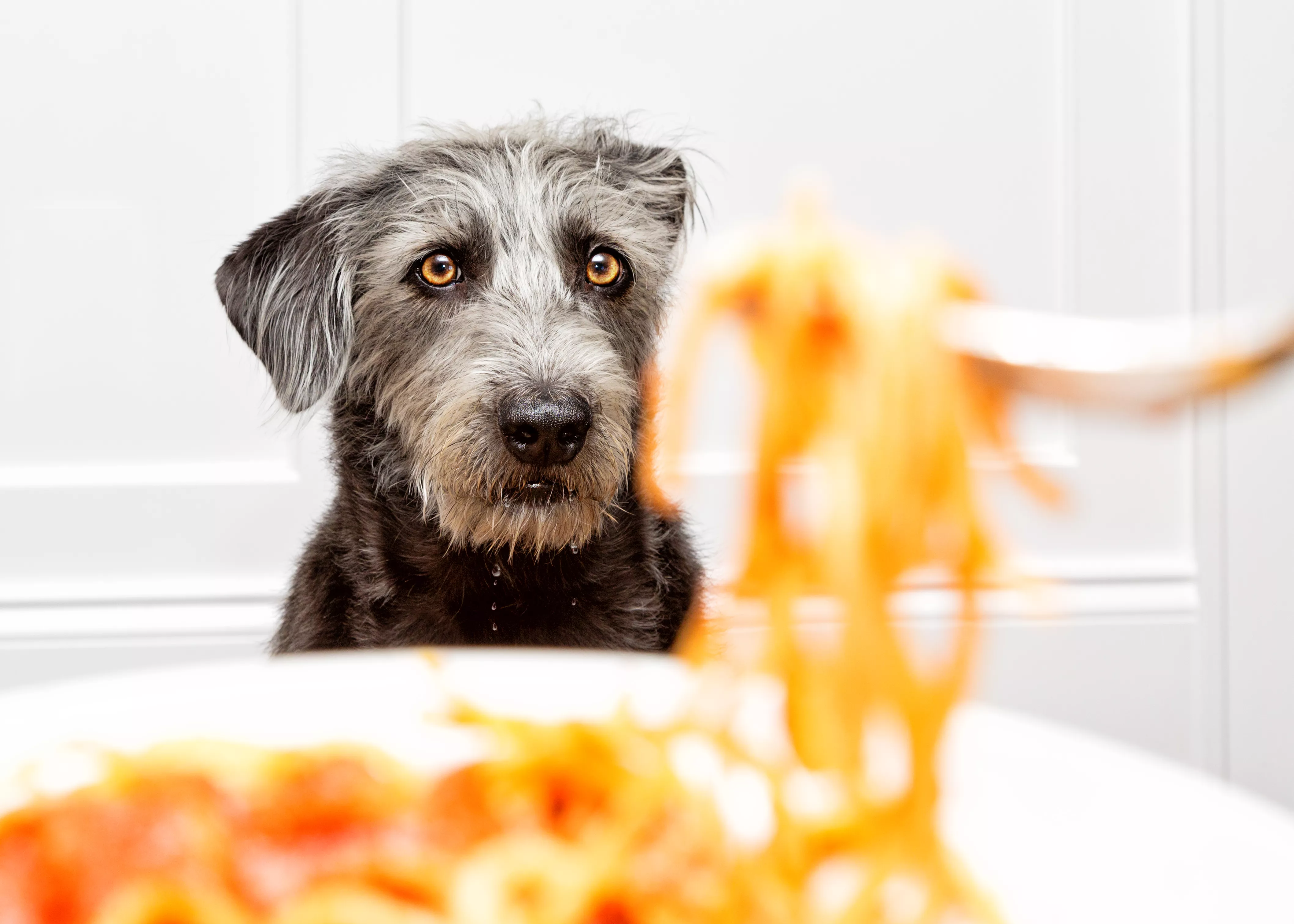 A black furry dog in focus staring at a plate of pasta.