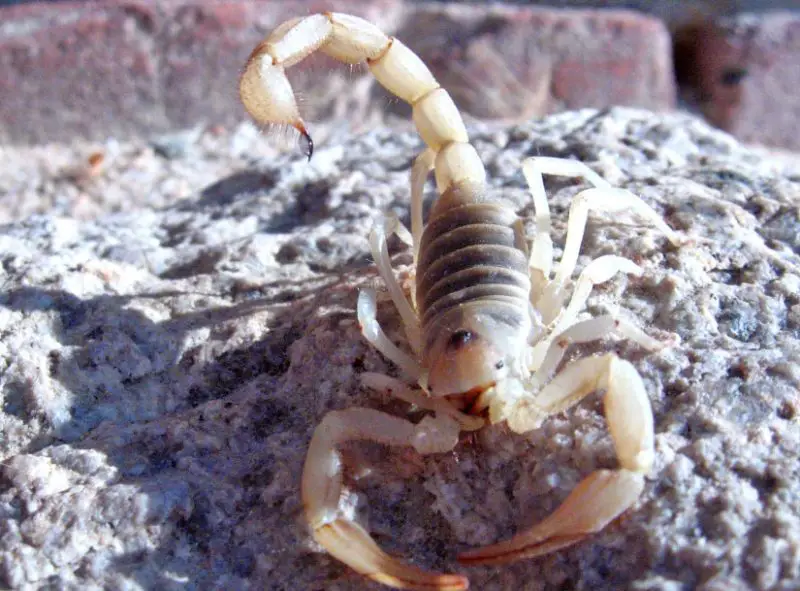 Scorpions in Georgia
