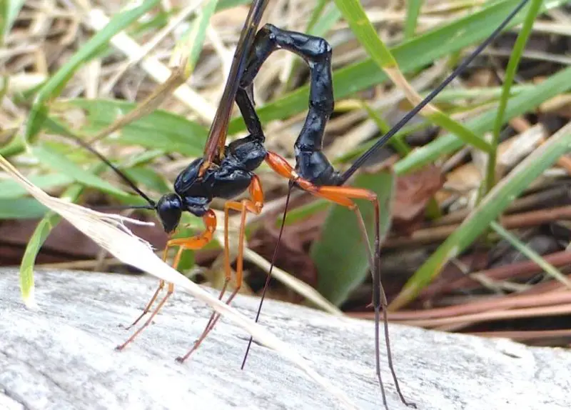 Black Wasps in Texas