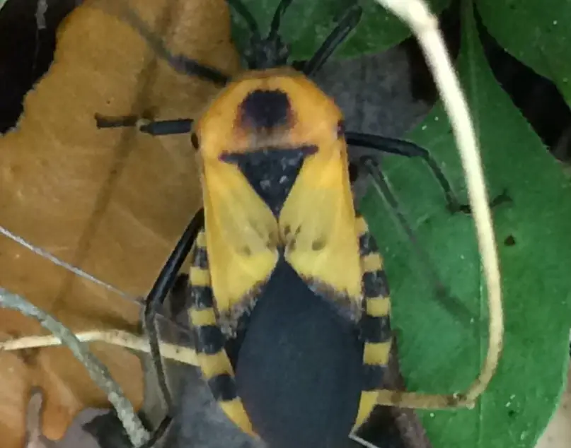 Black and Orange Bugs