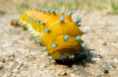 Giant Peacock Moth Caterpillar