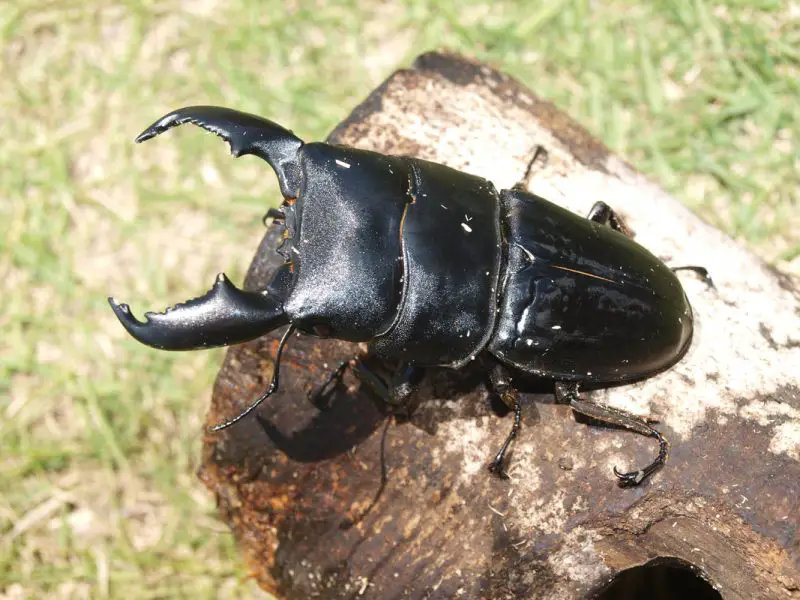 Types of Beetle Insects