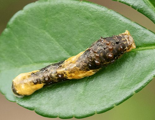 20 Types of Arizona Caterpillars (With Pictures)