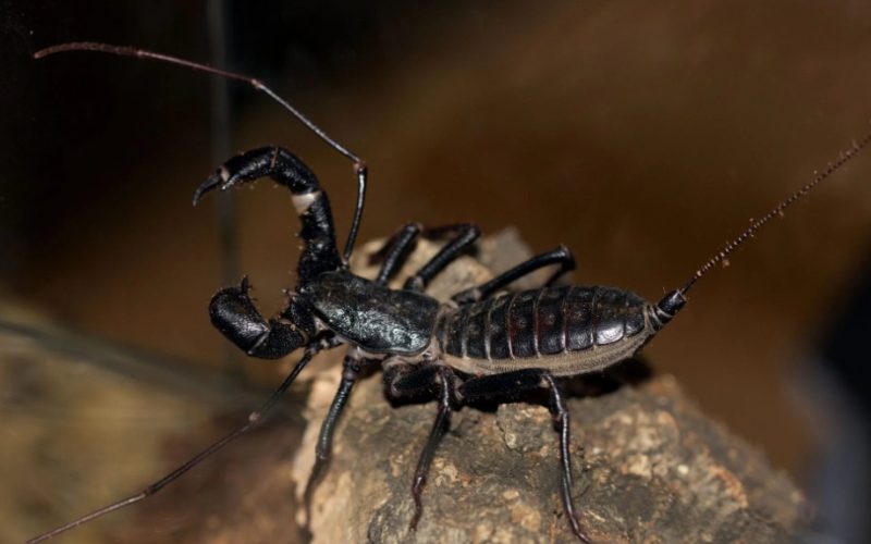 Scorpions in Georgia