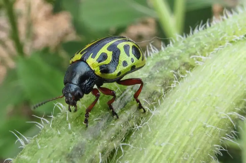 Yellow Beetles with Black Spots
