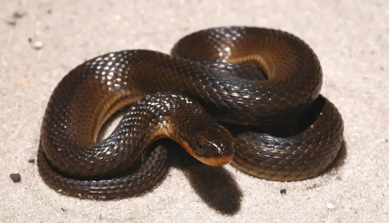 glossy-swampsnake-800x459-1 Types of Snakes in Oklahoma