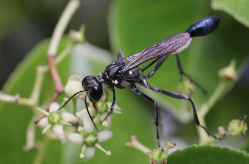 Black Wasps in Texas