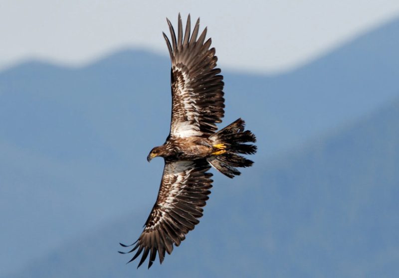 Black Birds with White Stripes on Wings