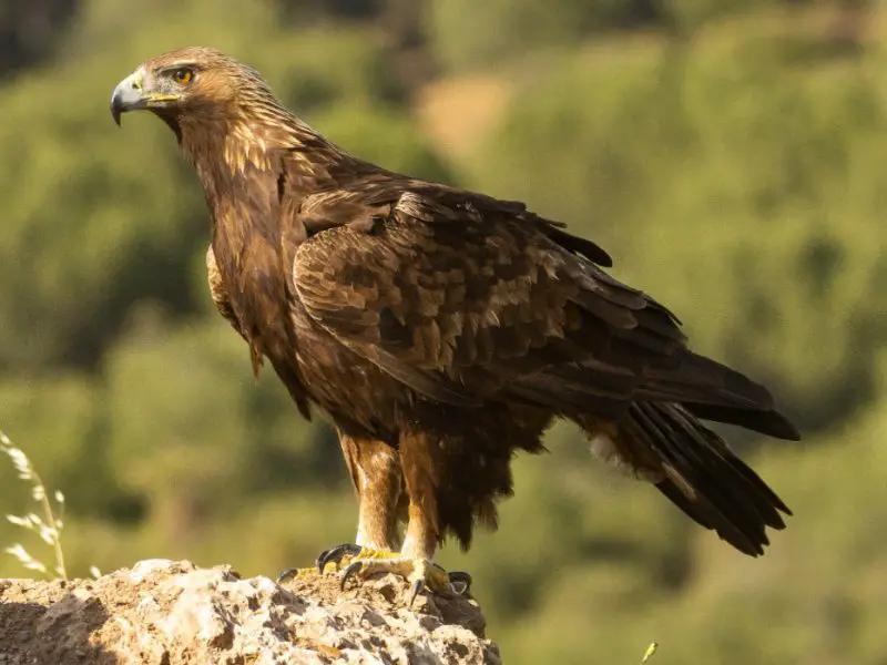 Eagles in Las Vegas