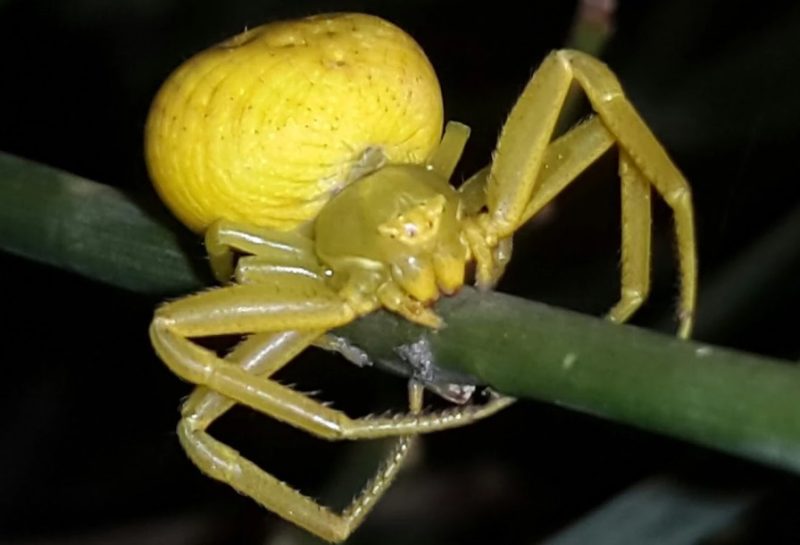 Spiders in California